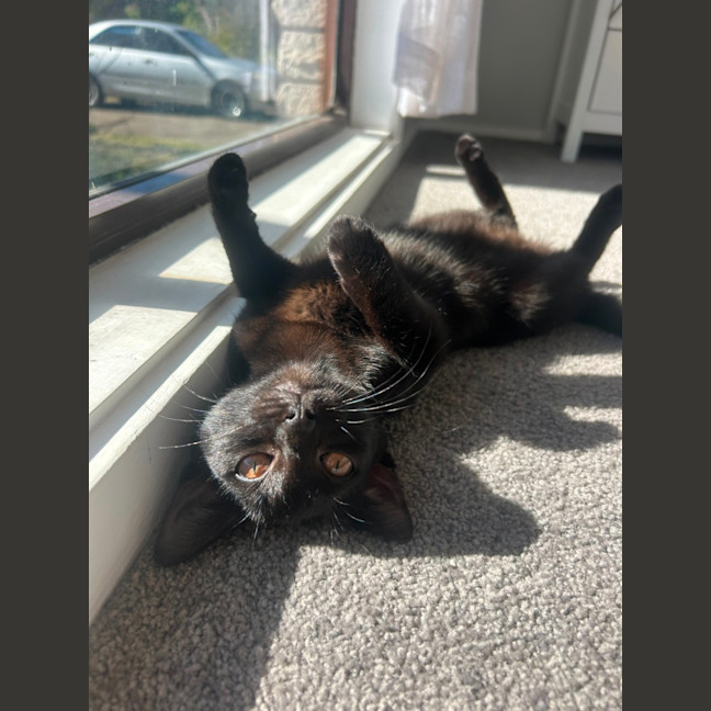 Photo of Ava   4 Month Old Domestic Short Hair