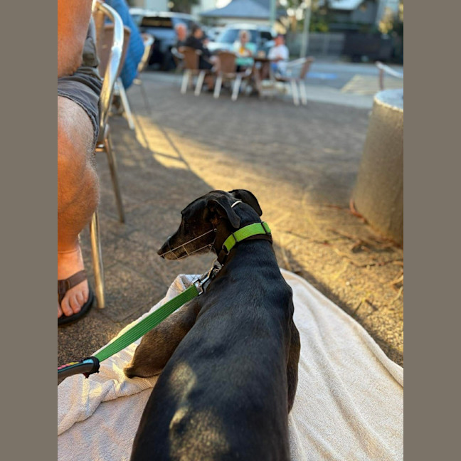 Photo of Jed, The Greyhound