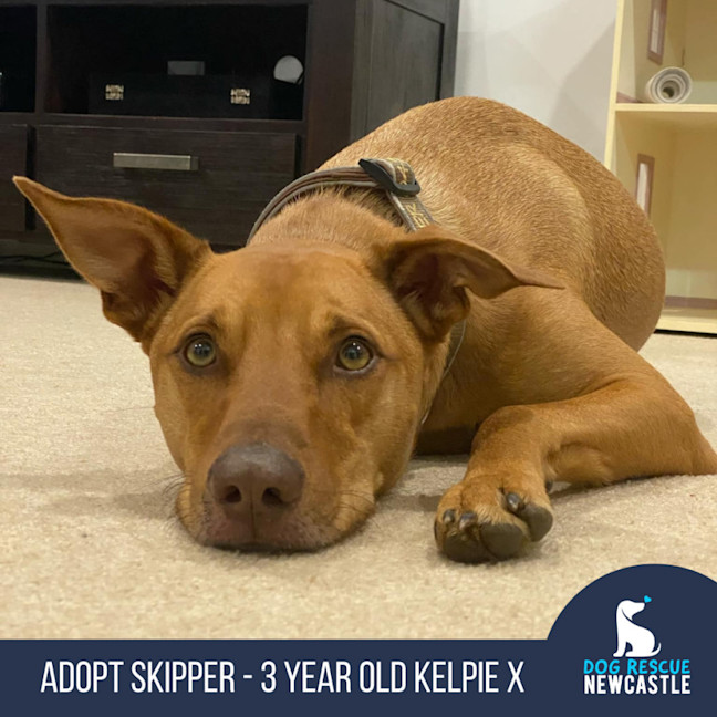 Photo of Skipper   3 Year Old Kelpie X (Trial)