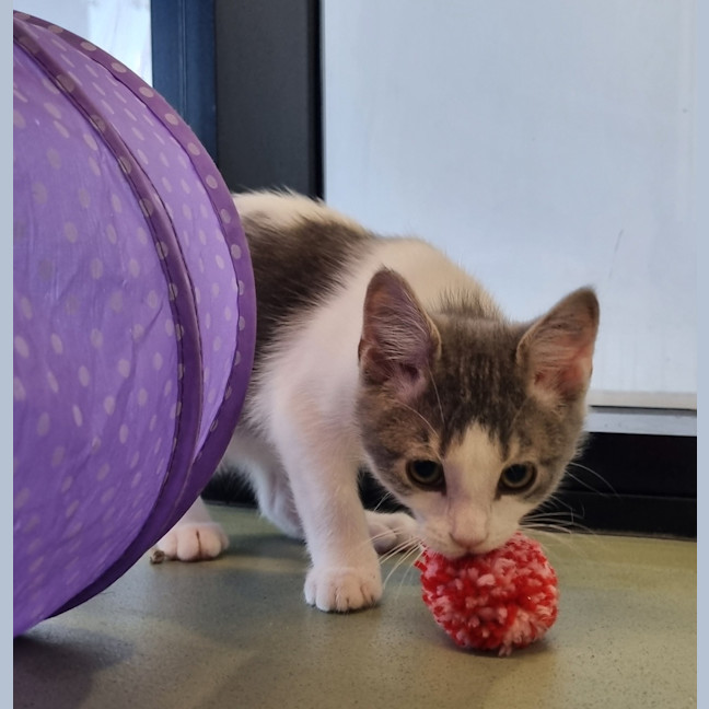 Photo of Mr Percival