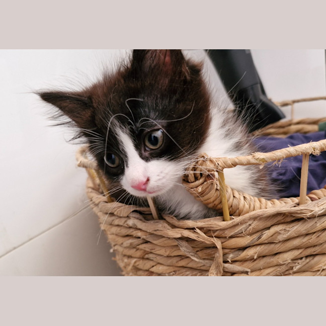 Photo of Cleo