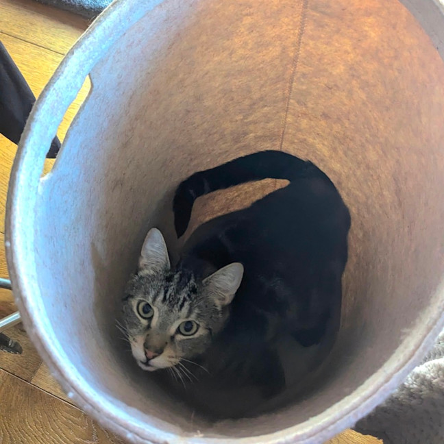 Photo of Pumpkin & Peppa