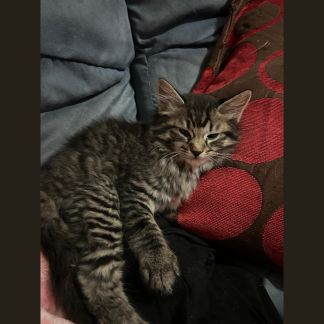 Photo of Talon