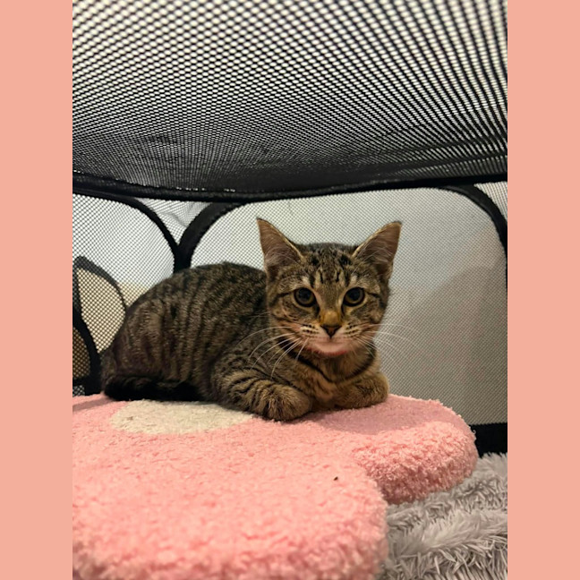 Photo of Plum