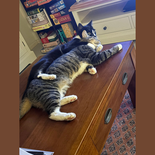 Photo of Bandit