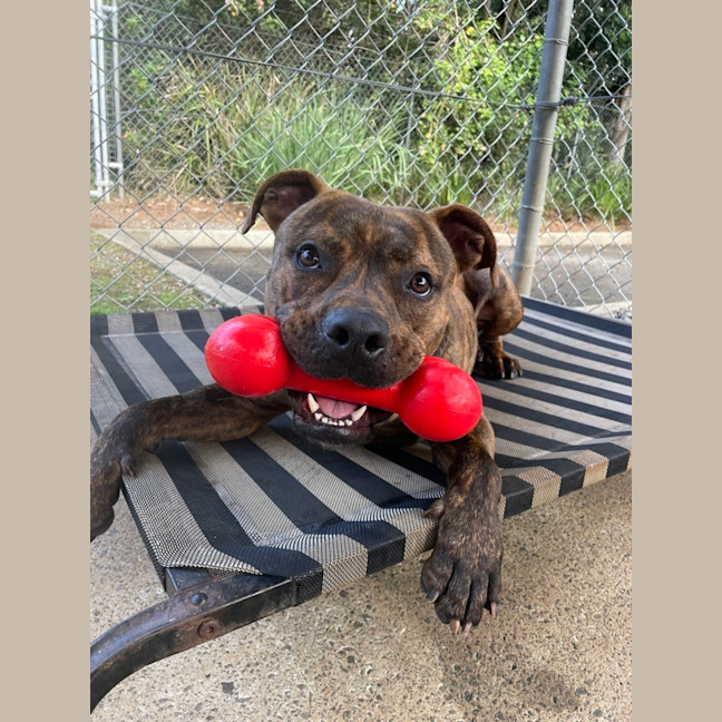 Photo of Koda