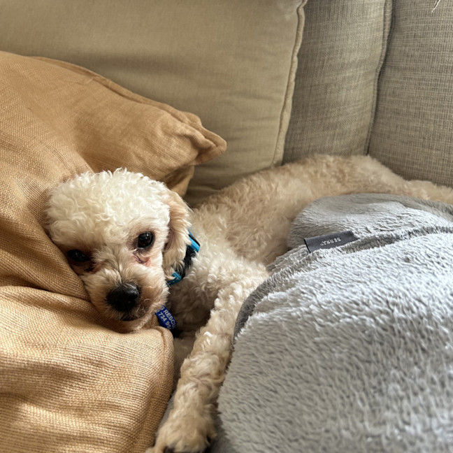 Photo of Cruiser   1 Year Old Cavoodle X