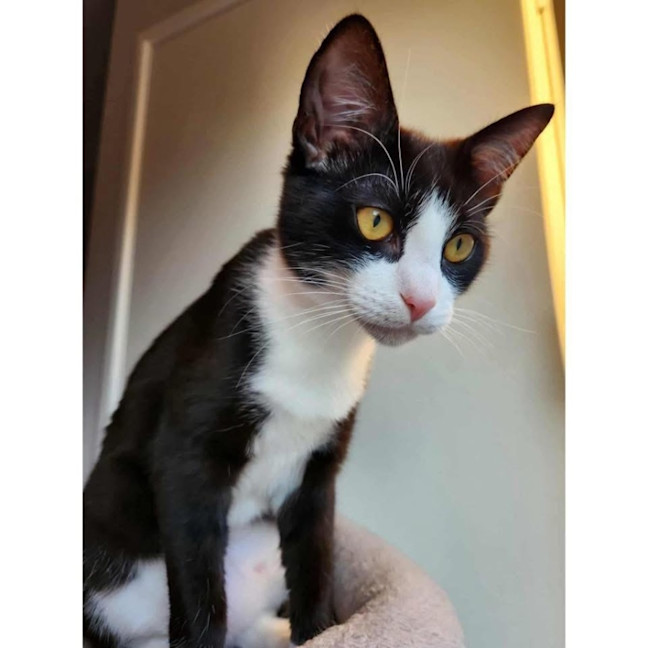 Photo of 12484   Echo