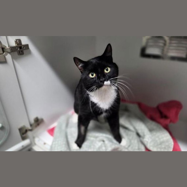 Photo of Batman