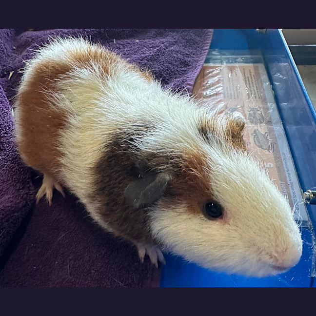 Photo of Dexter (Bonded With Batty And Gomez)