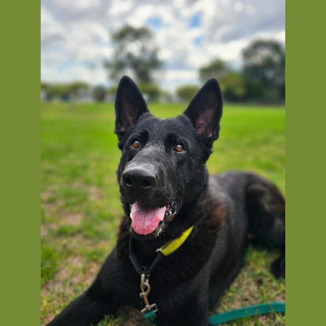 Photo of Ebony