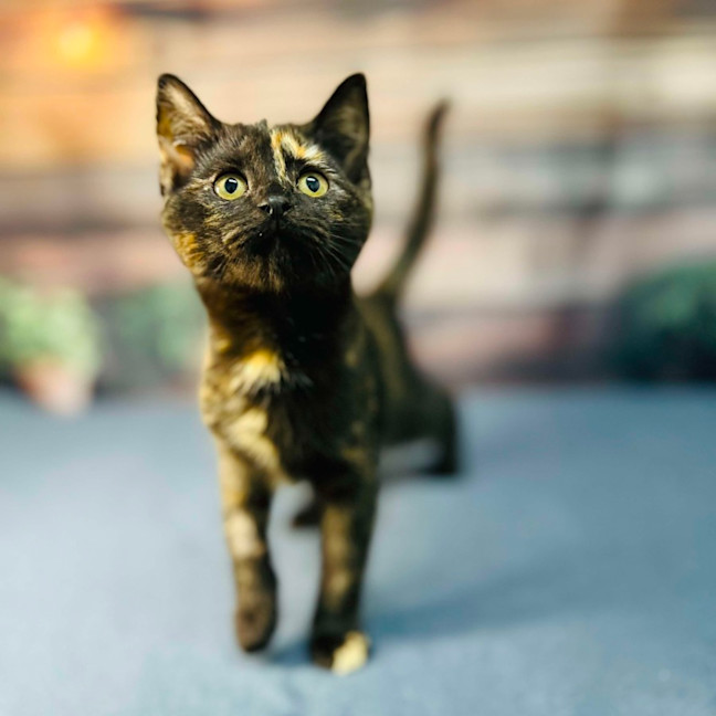 Photo of Nova   Located In Preston 