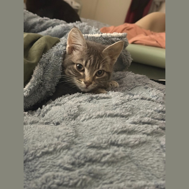 Photo of Shadow