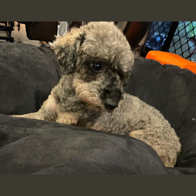 Photo of Lucy