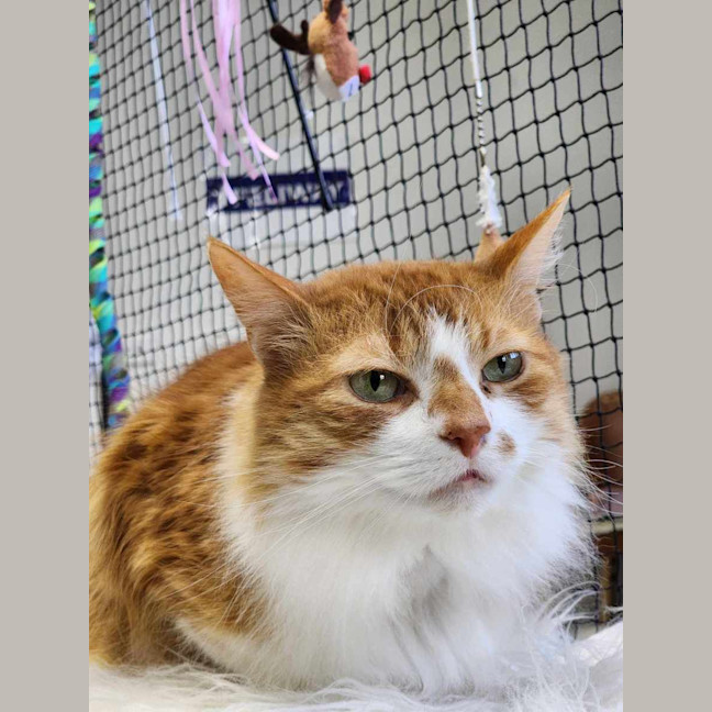 Photo of 🍩 Hector 5427 🍩