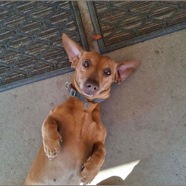 Photo of Buddy