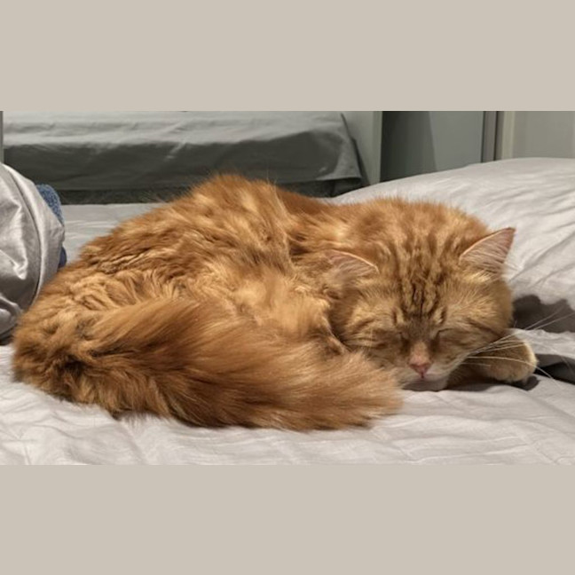 Photo of Tinsel