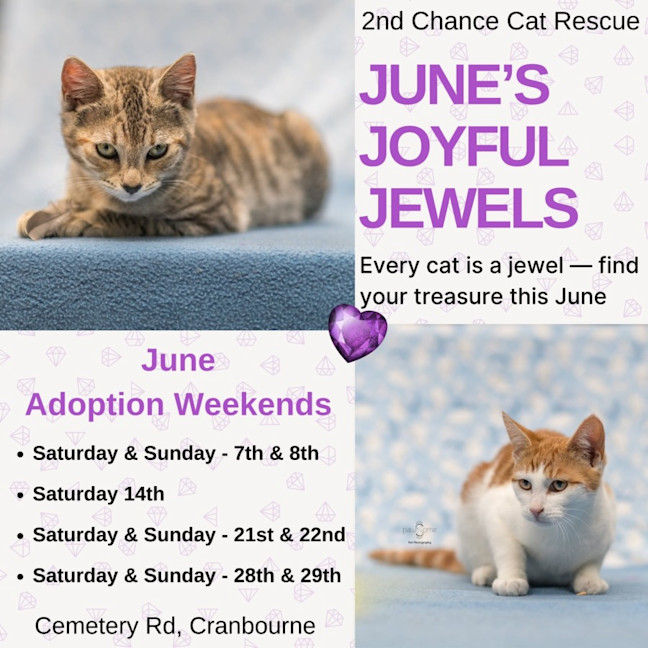 Photo of Winnie **2nd Chance Cat Rescue**