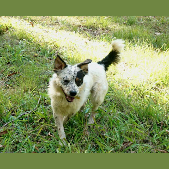 Photo of Milo (3)