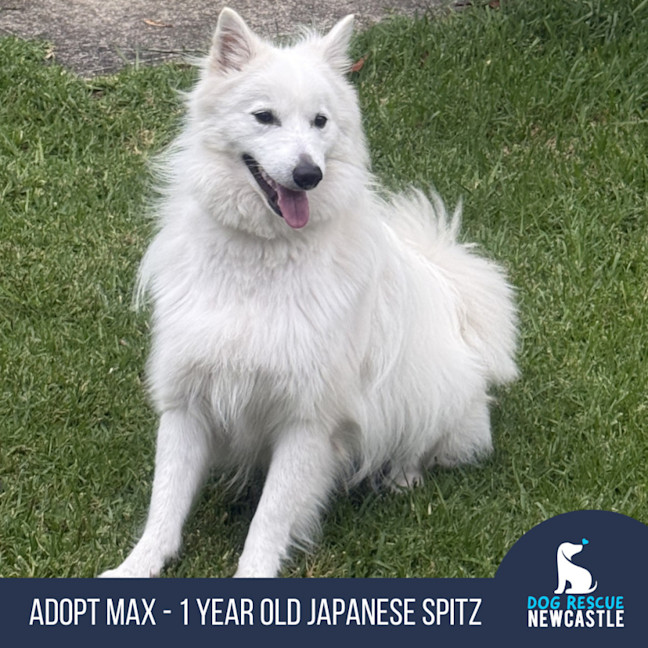 Photo of Max   1 Year Old Japanese Spitz