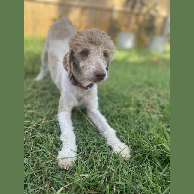 Photo of Riley
