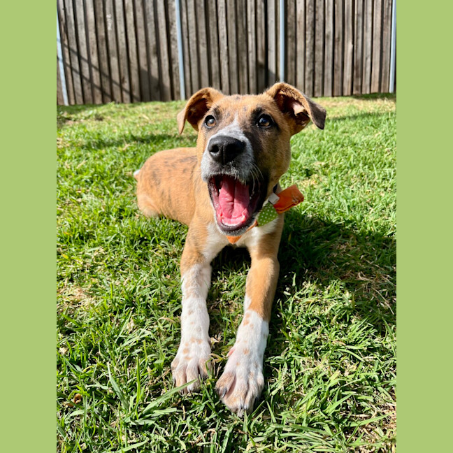 Photo of Abby