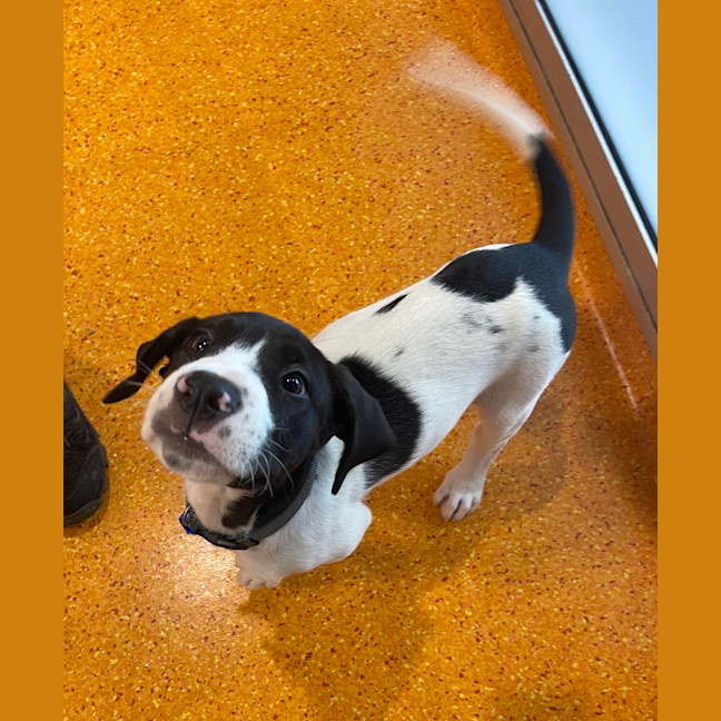 Photo of Pongo 