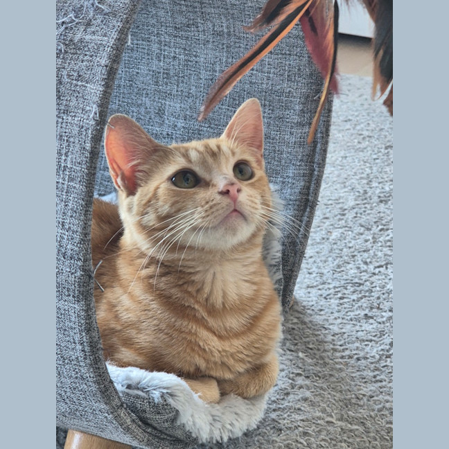 Photo of Ember (Previously Miss Pinky)