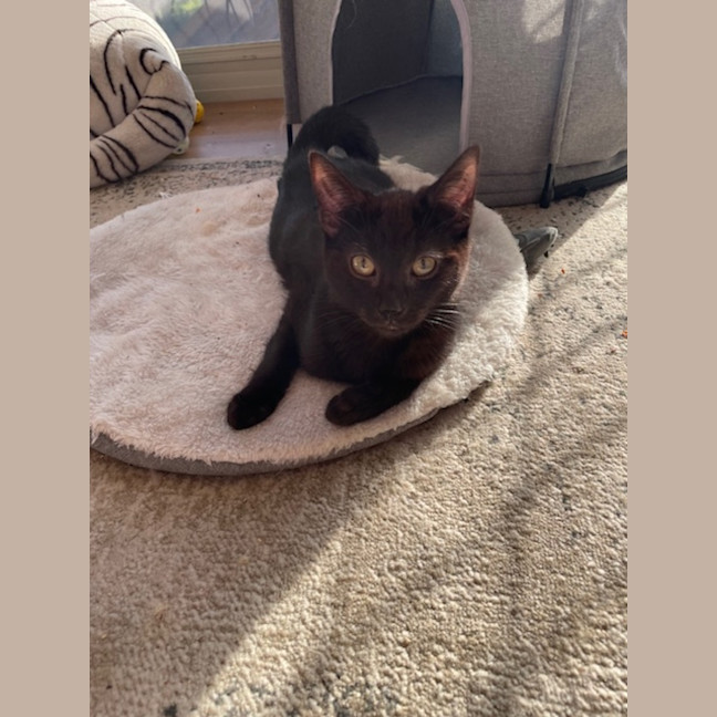 Photo of Sir Cuddles A Lot   6 Month Old Domestic Sh