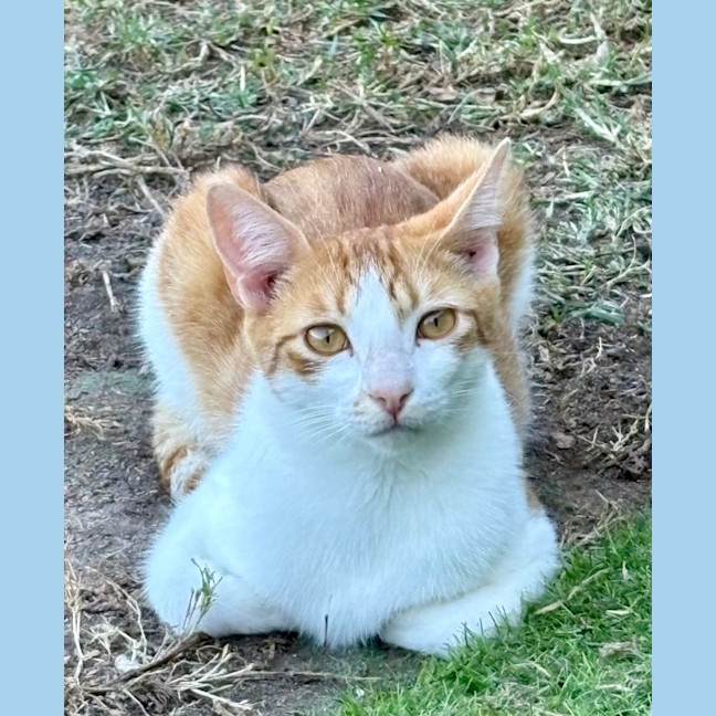 Photo of Sheldon