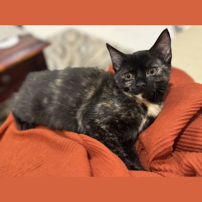 Photo of Amai