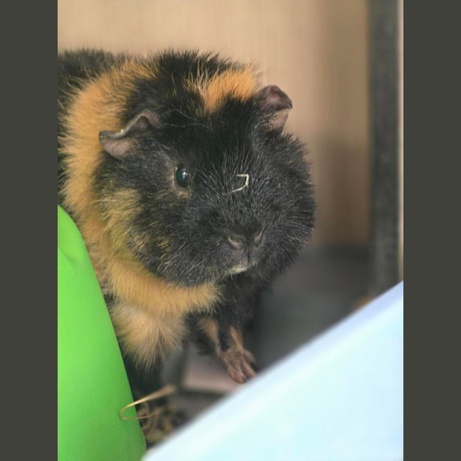 Photo of 🐽 Milo 7580 🐽