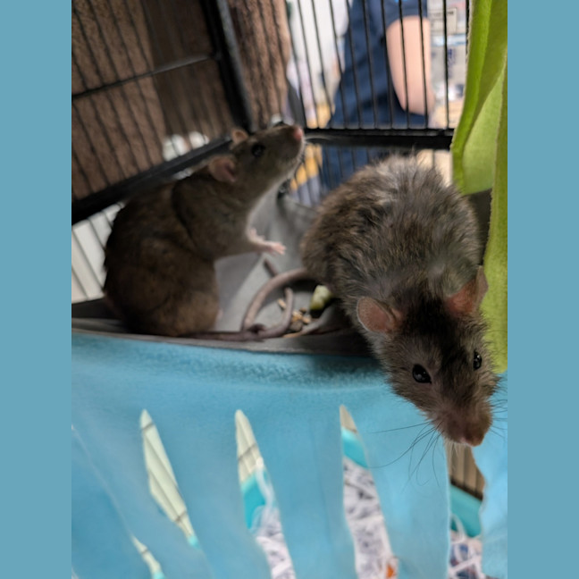 Photo of Waffle