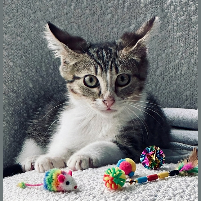 Photo of Stitch