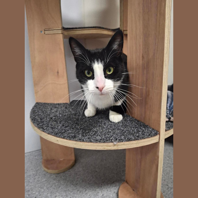 Photo of Nikki (Bonded To Vince)