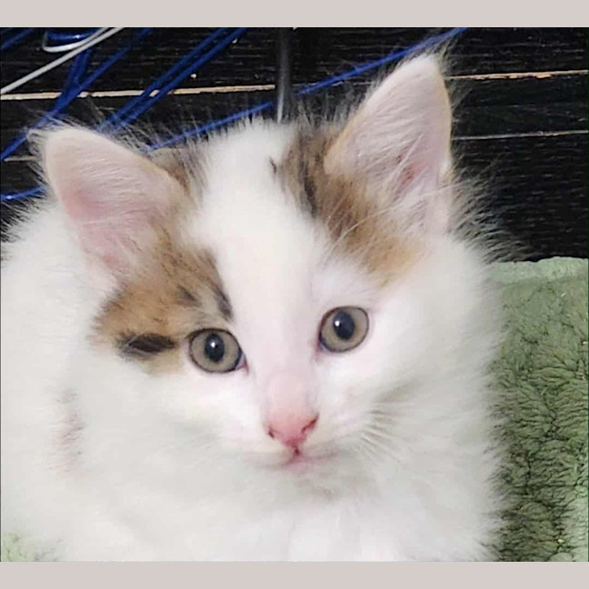 Photo of Smore