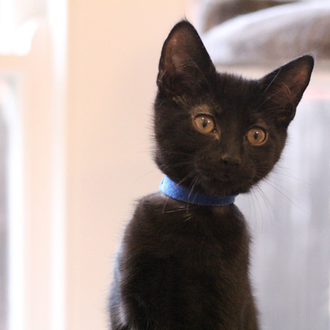 Photo of 💙 Moose 💙