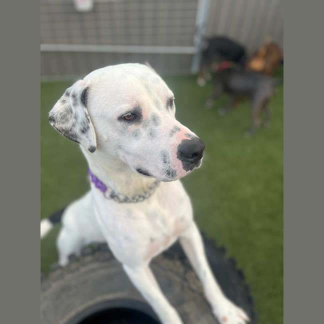 Photo of Spot 