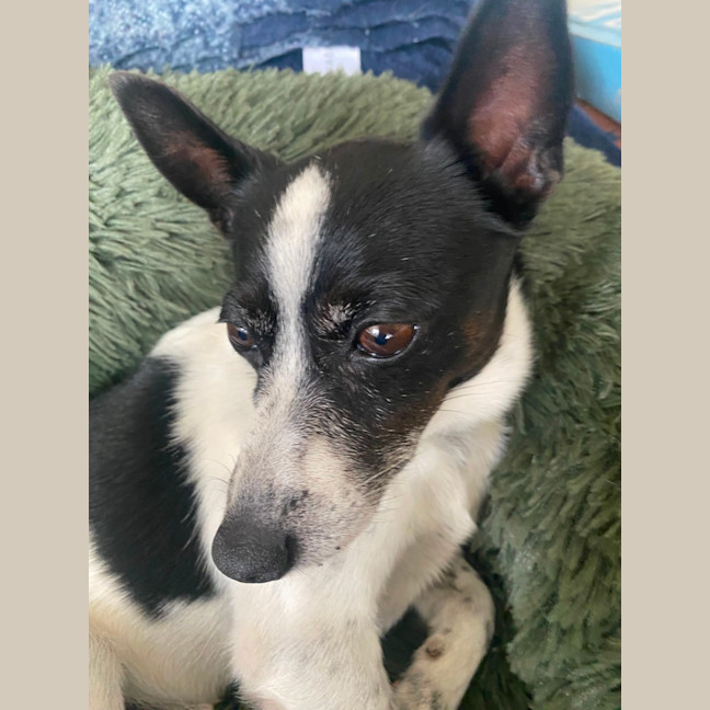 Photo of Trick   10 Year Old Mini Foxy