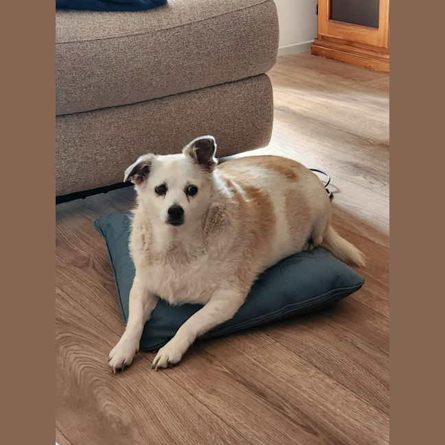 Photo of Rosie 