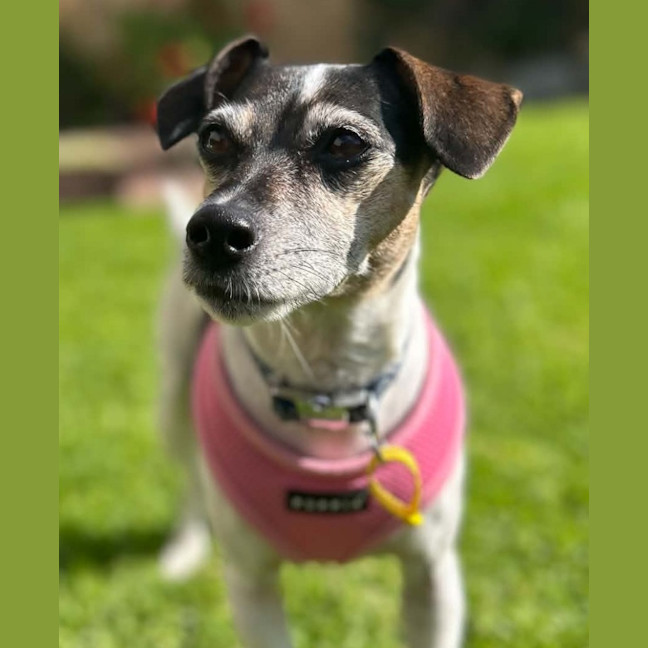 Photo of Dixie