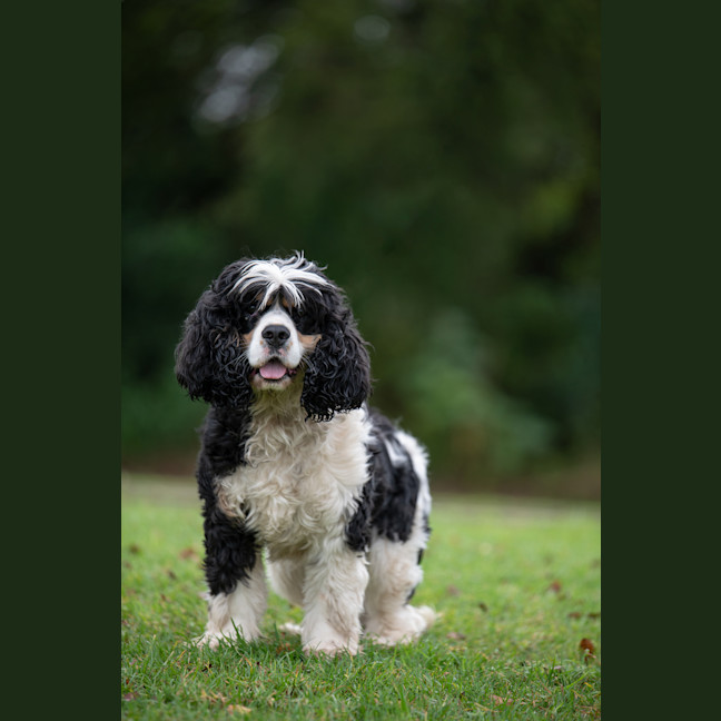 Photo of Yoshi