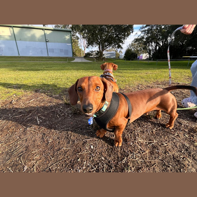 Photo of Frank & Lucy   5 Year Old Dachshund