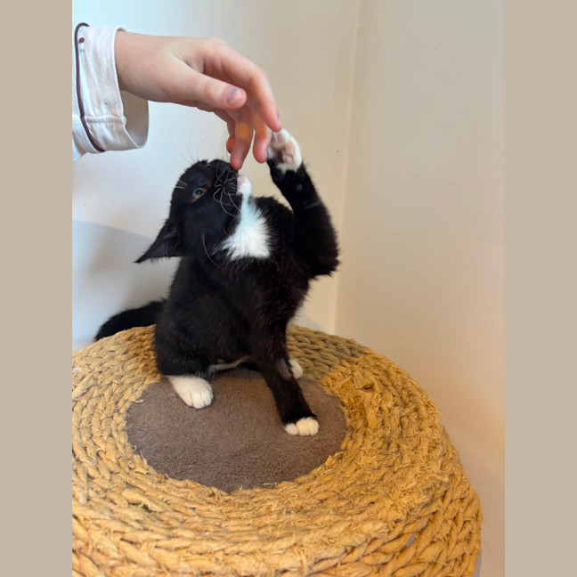 Photo of Pookie Meet Me@Petstock Mornington Nepean Hwy 