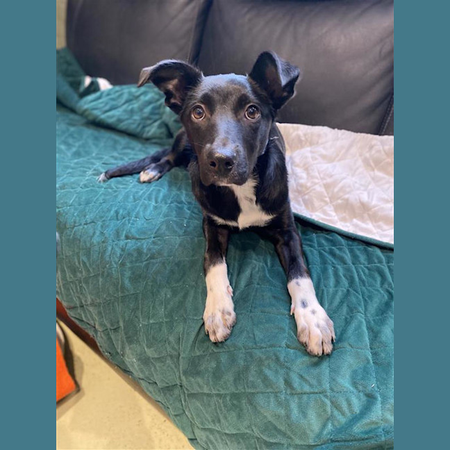 Photo of Sadie