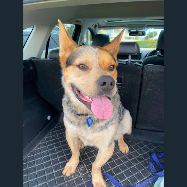 Photo of Oscar *$150 Adoption Fee*