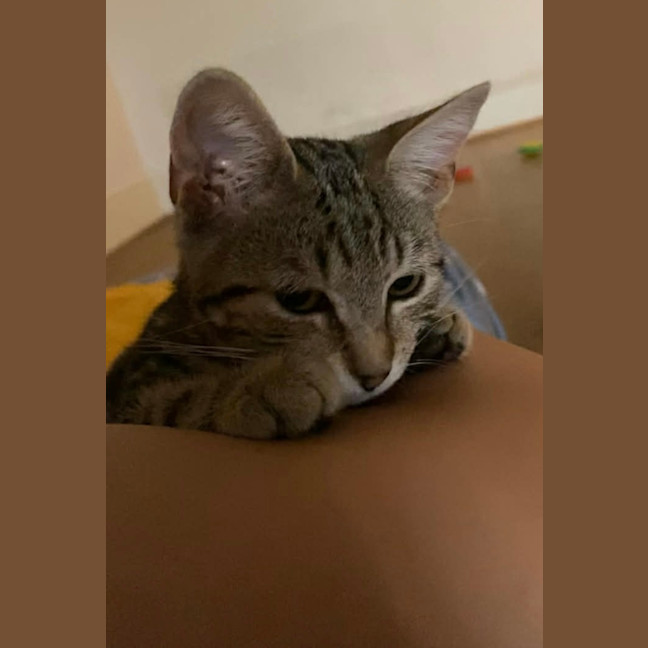 Photo of Chai