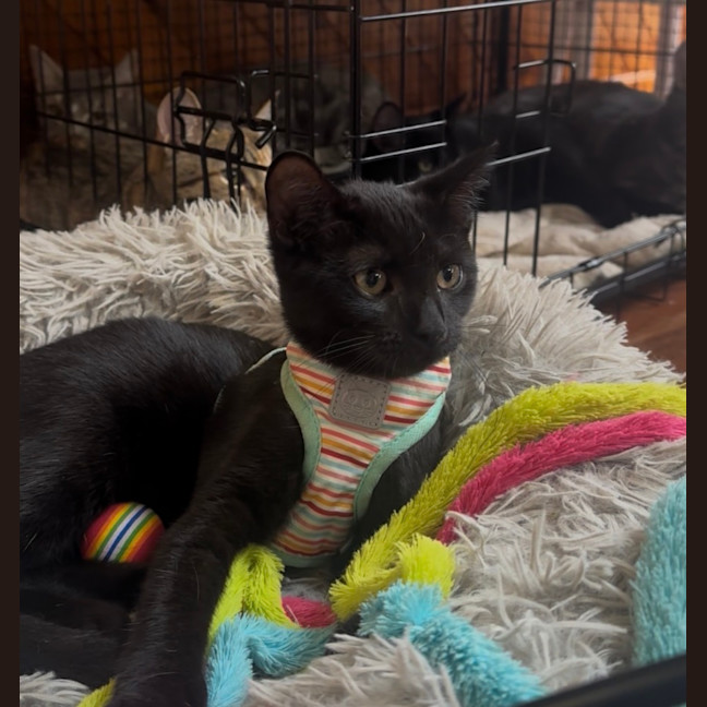 Photo of Peaches