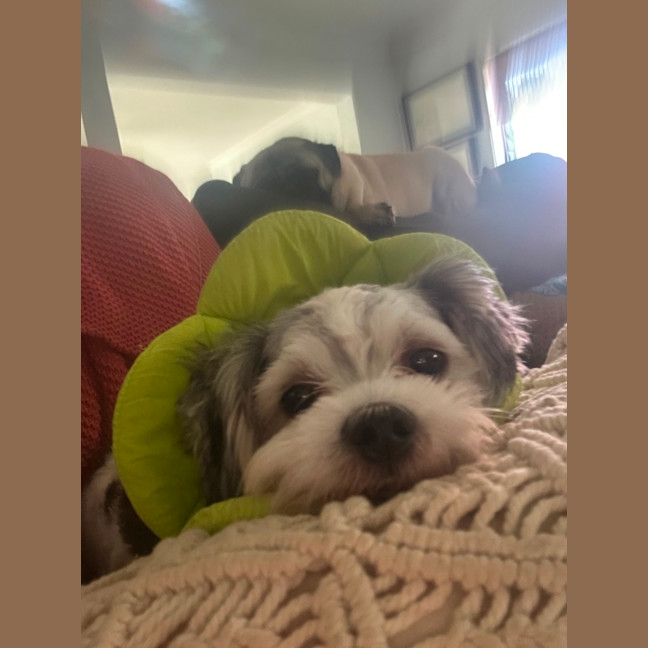 Photo of Gordy/Gordon