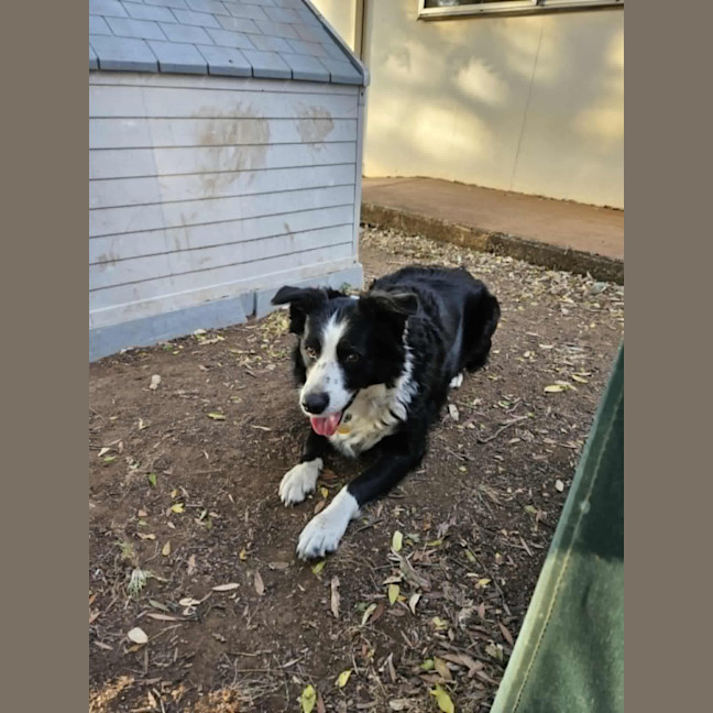 Photo of Millie